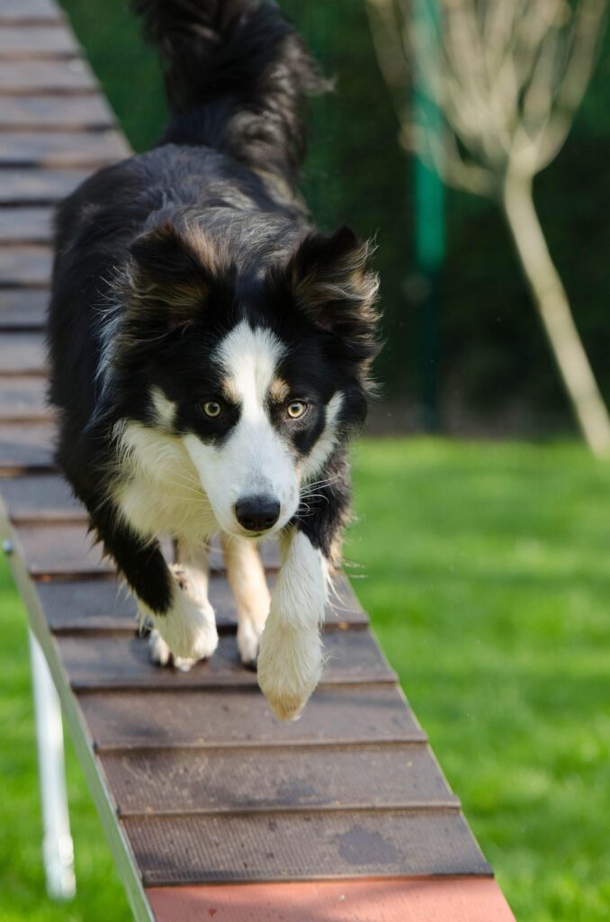 Dog’s Country Village addestramento per cani Livorno