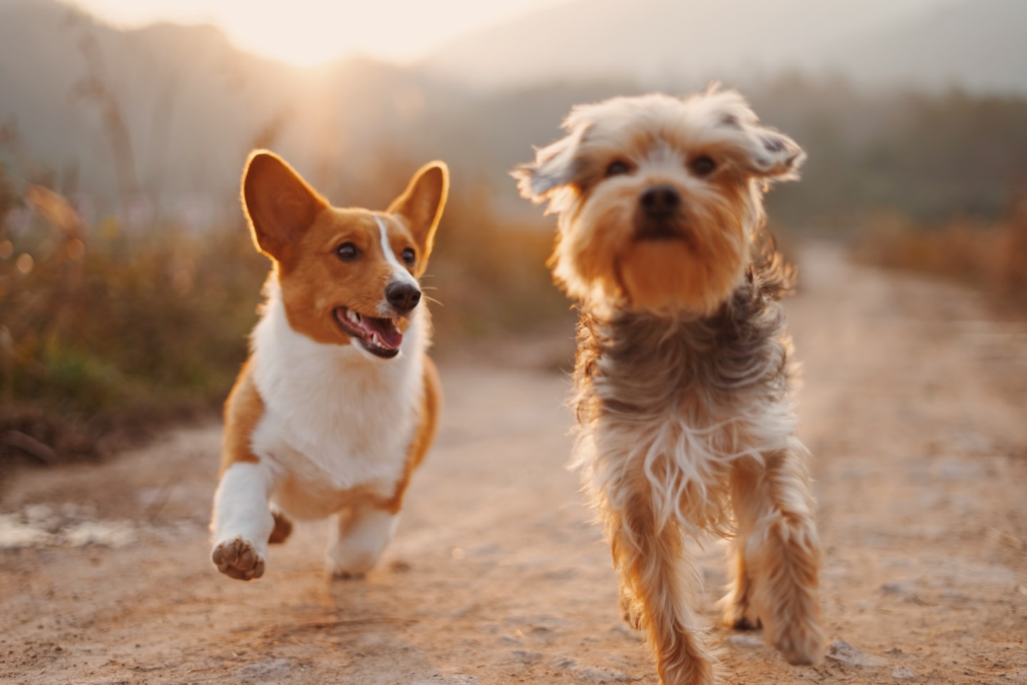 Immagine di cani che si divertono all'asilo Dog’s Country Village