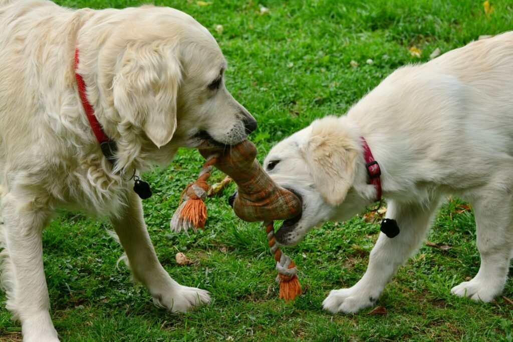 Dog’s Country Village