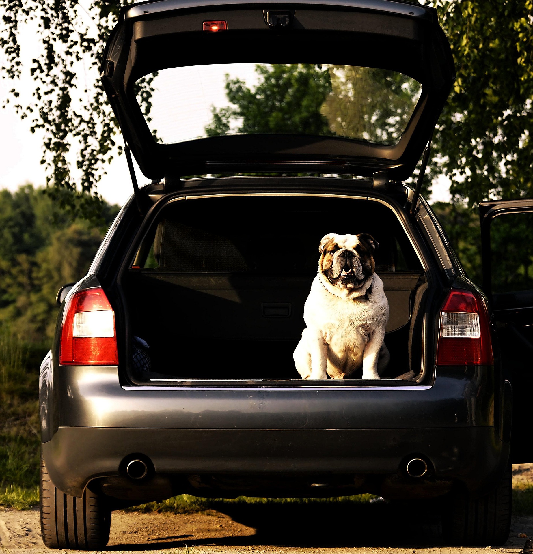 Rapporto tra l’uomo e cane, com’è cambiato?