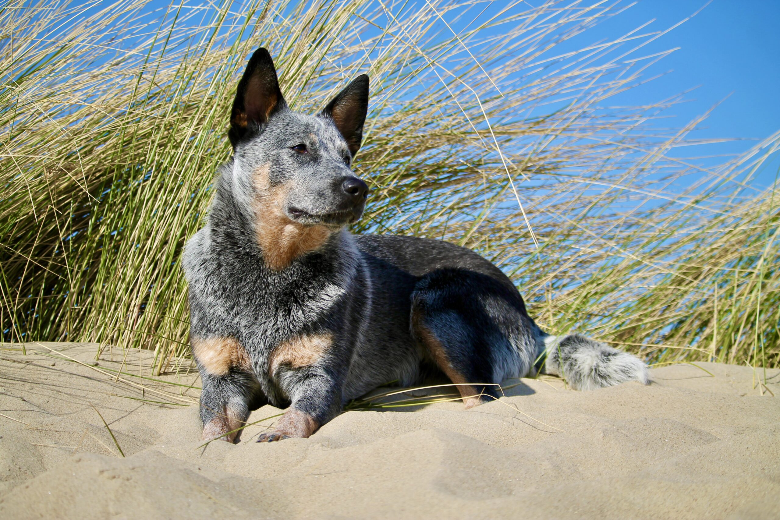 Cane e caldo estivo: 5 consigli pratici per proteggerlo dai colpi di calore