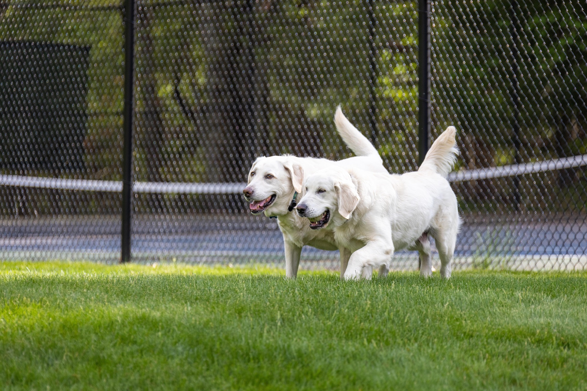 Perché il gioco e la socializzazione sono importanti per il cane