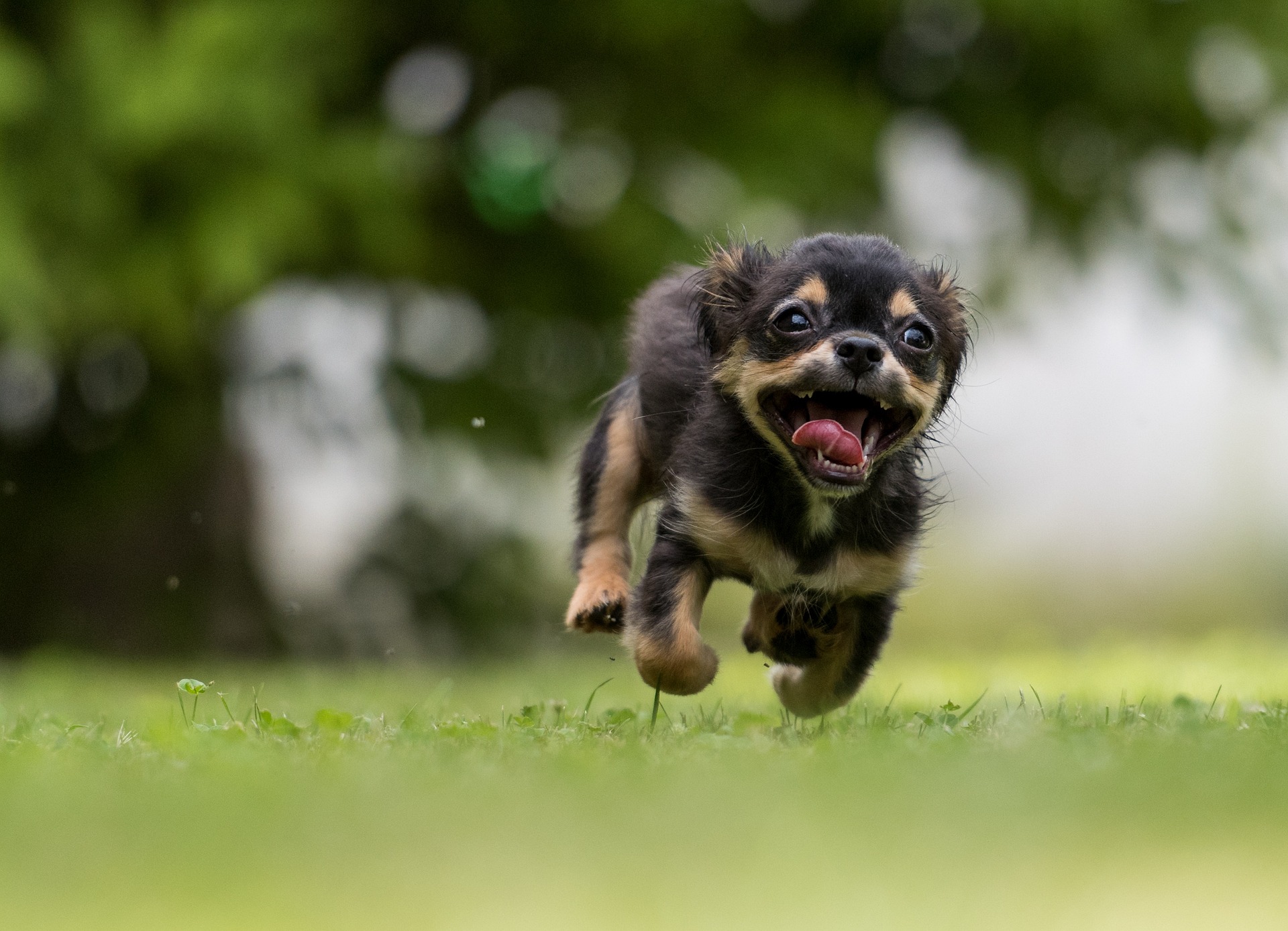 Il benessere del cane: Movimento, socializzazione e attenzioni